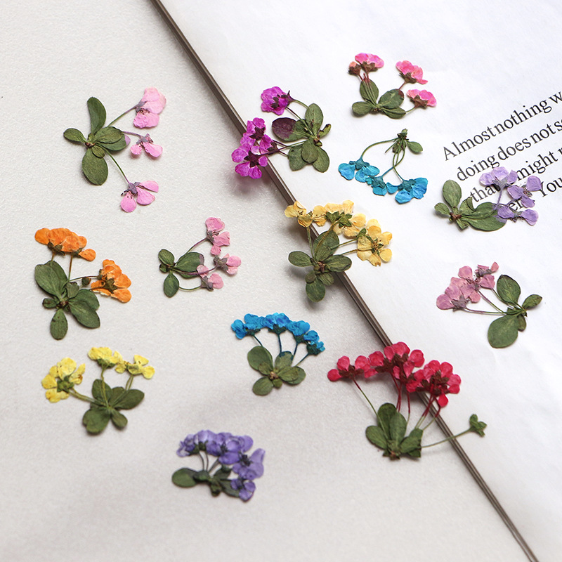 2-3cm/12pcs,Pressed Little Flo - Supply For Florist ulasan dan harga